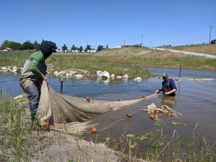 Sequoia Principal, Brett Hanshew, and staff biologists leading a fish rescue on the Llagas River for Valley Water District during a flood protection project.